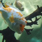 Por que ler Vinte Mil Léguas Submarinas