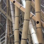 O pai que não quis morrer