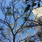 Haicais a brasileira