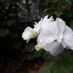 De fantasmas, flores brancas e silêncios