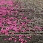 As folhas secas de Ricardo Terto